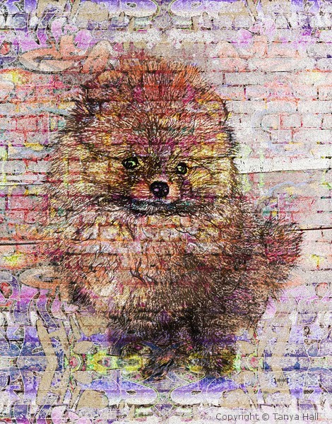 Pomeranian Graffiti