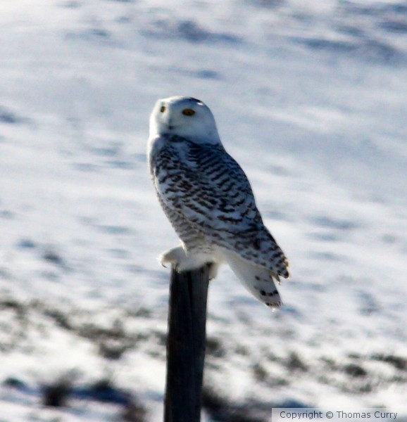 Snow Owl