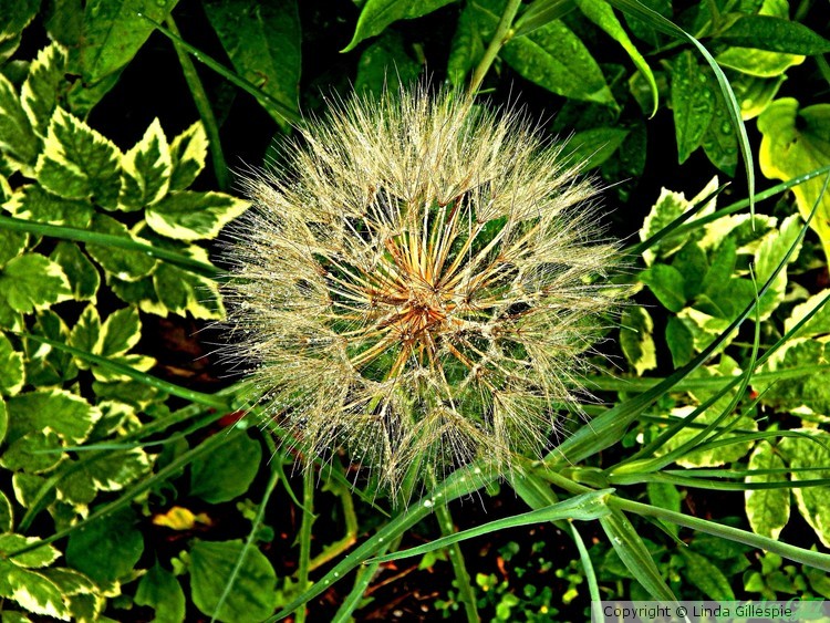 Dandelion Gone to Seed