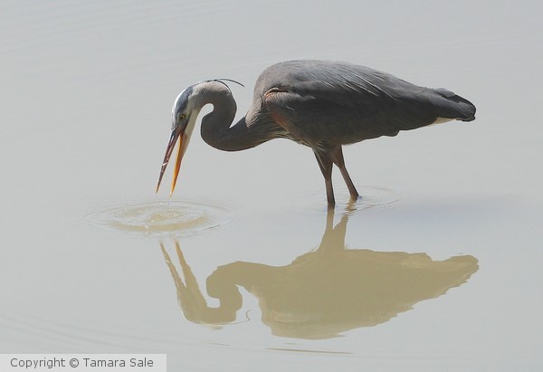 Heron in the Mighty, Muddy Fraser