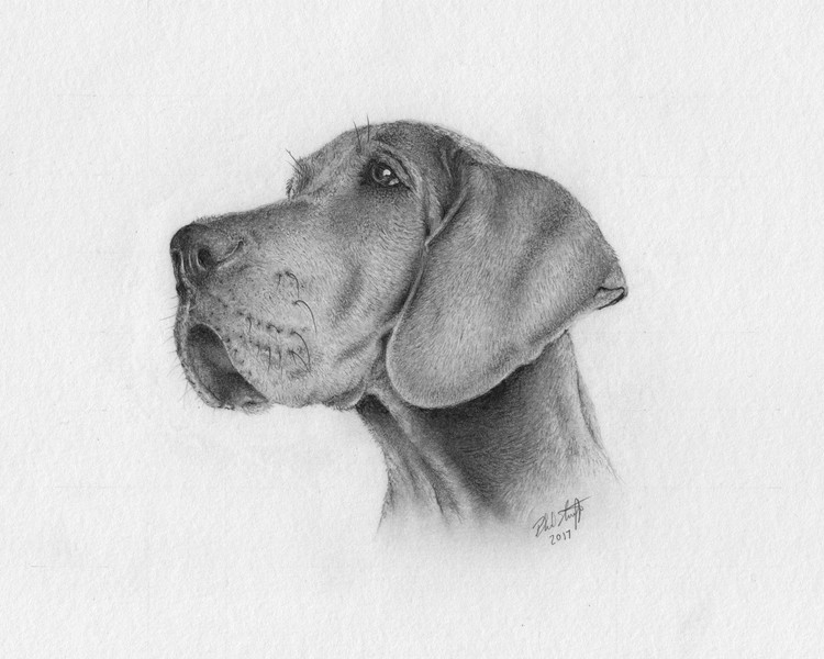 Great Dane