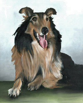 Rough Collie