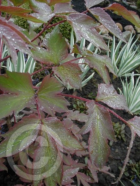 dewy foliage