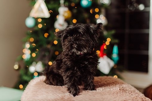 puppies (86)