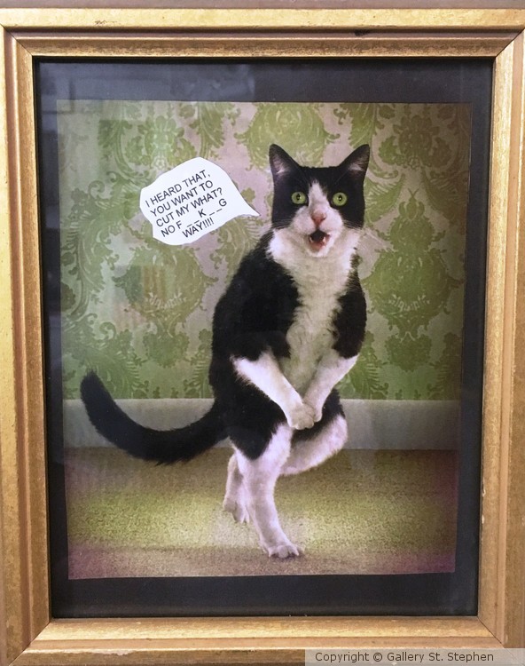 Silly Cat!