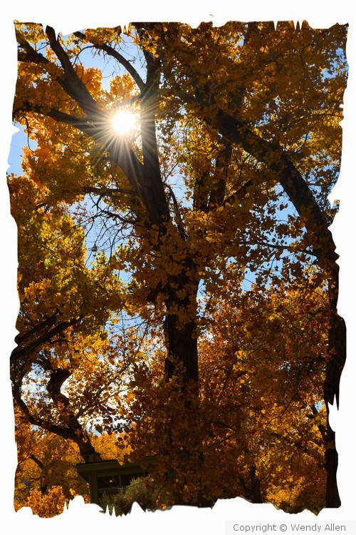Trees