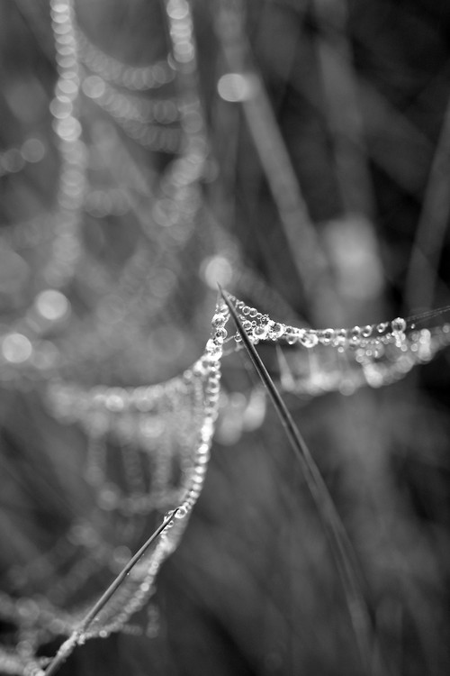 Dew Drops on the Spider Web