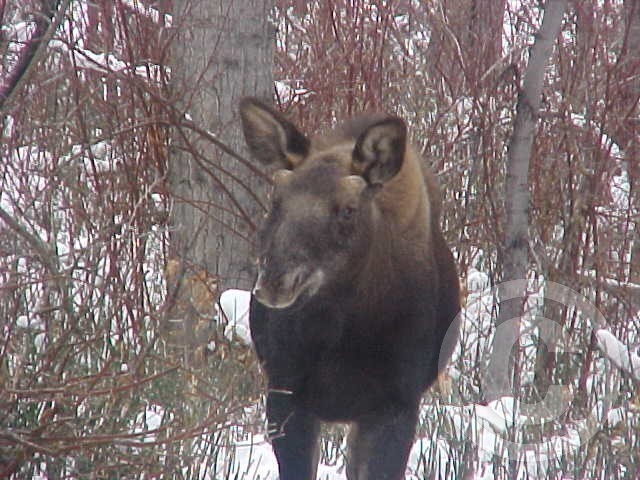 Baby Moose