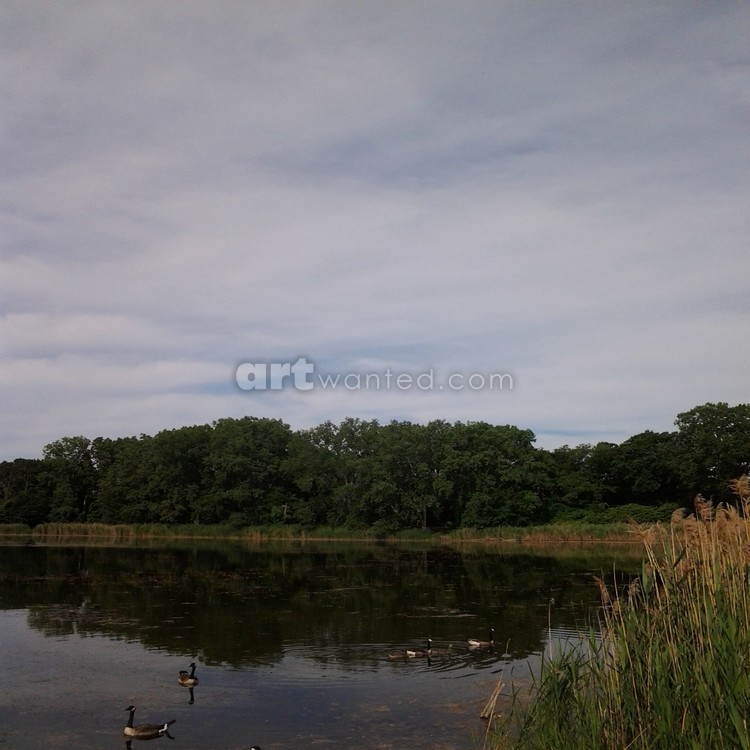 The Great Duck Swim Photography by Cheyene M Lopez