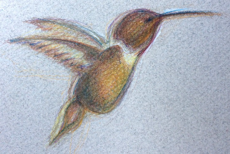 Hummingbird Drawing