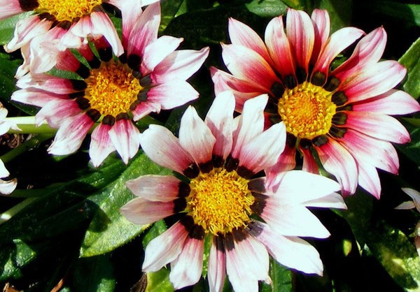 Kiss Roses 7