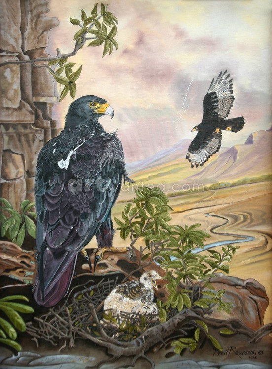 Black Eagles Nesting