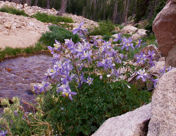 River Columbine 