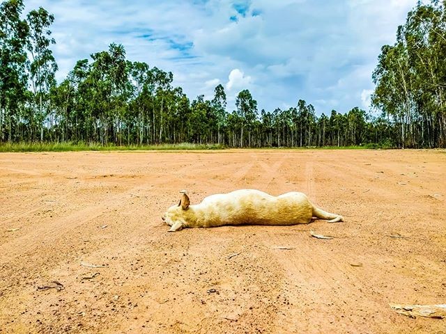 Dog sleeping with a view.