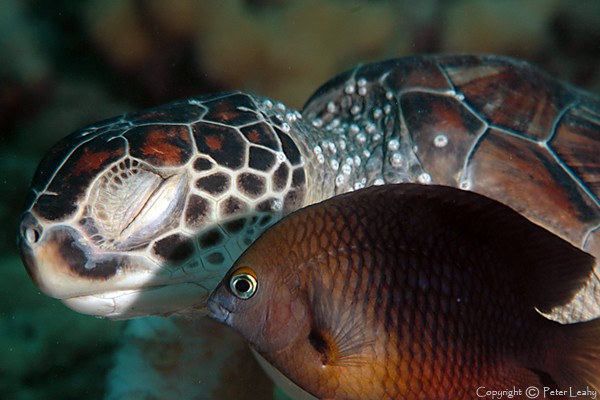 Green Turtle and Three Spot Damsel Fish