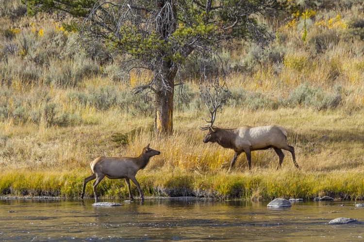 Yellowstone Romance