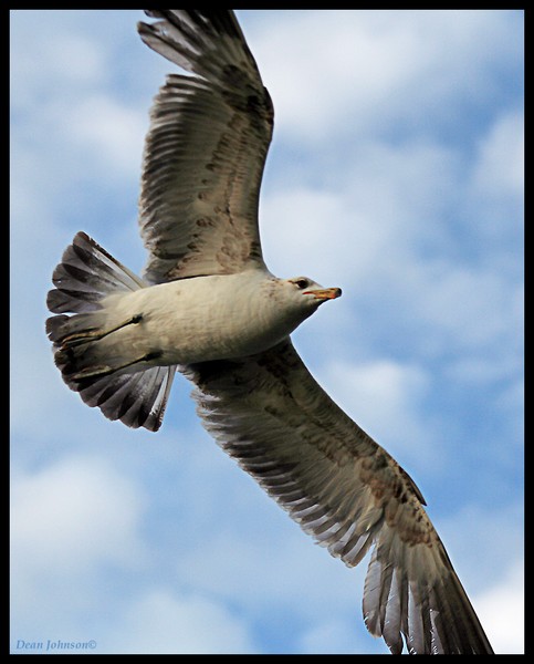 Wonder of Flight