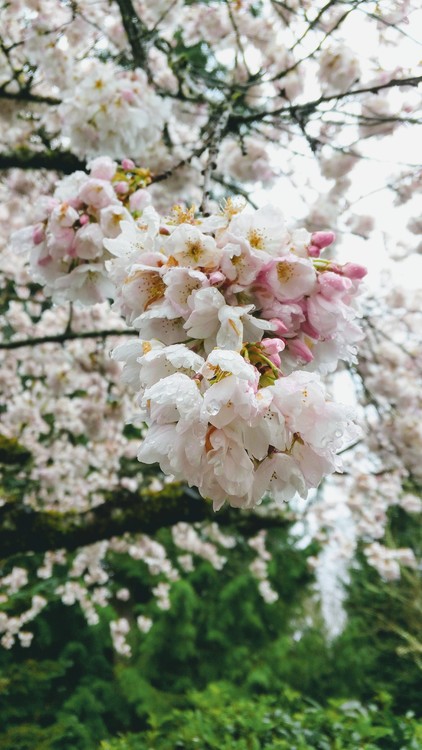 IMG 20180404 160141~2