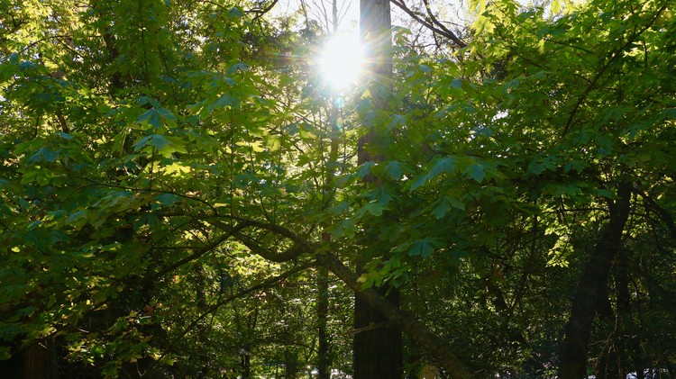 Shining through the green.