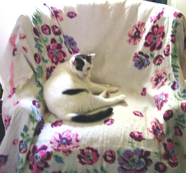 yoda in repose