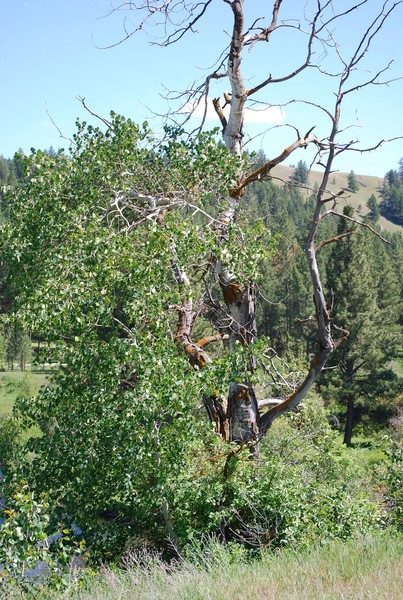 Dead Wood