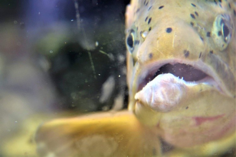 Fish