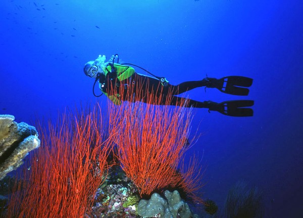 Sea Whips