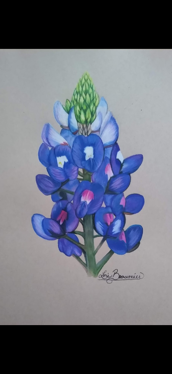 Texas Blue Bonnet