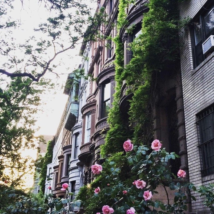 Blossoms on West 75th