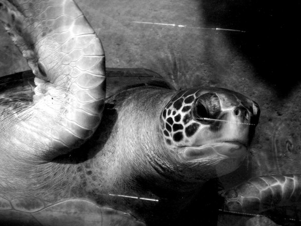 KAREN MURO sea turtle
