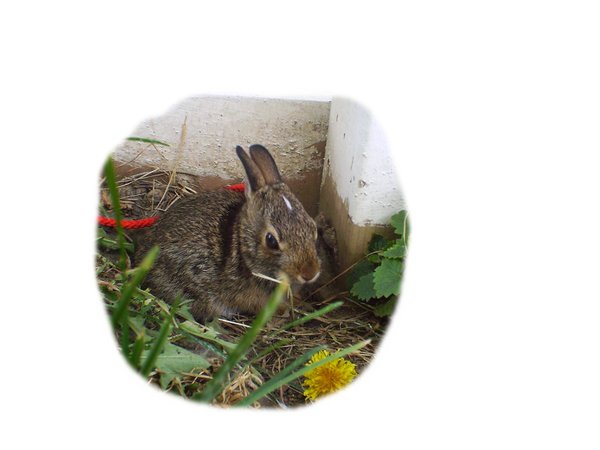 Cuddly Bunny 3