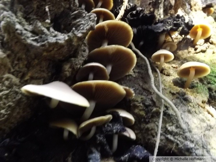 Shrooms