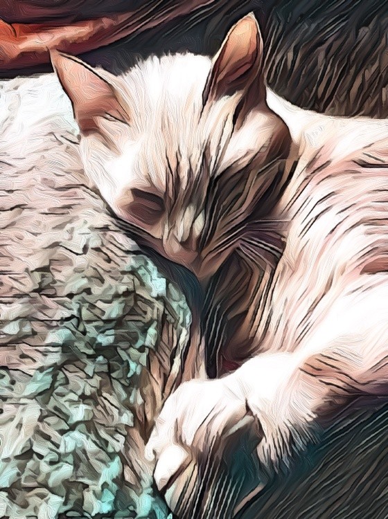 Sleepy Kitty