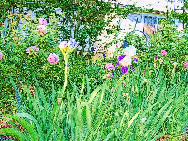 Crocus & Rose