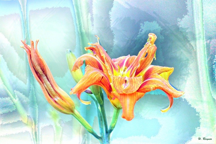 lily