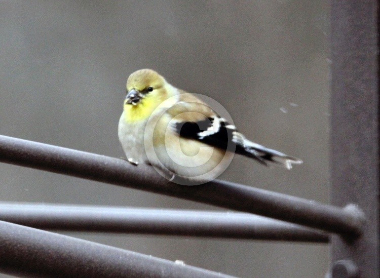 Goldfinch