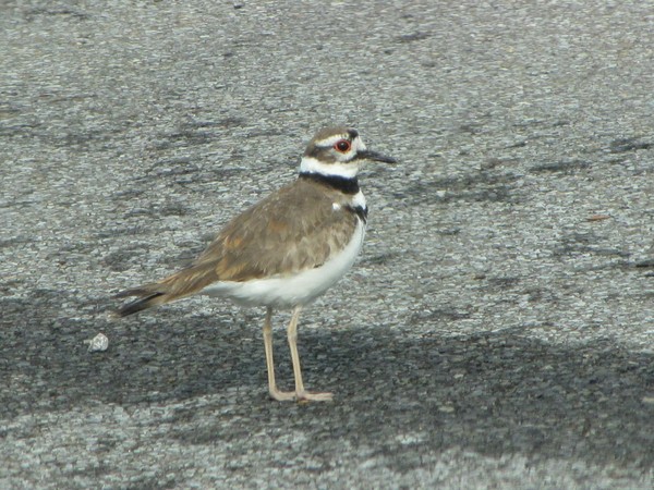 Killdeer