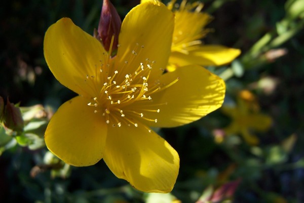 Sunny