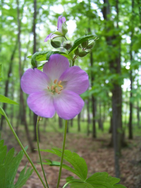 The Last of Stony Brook Metro Park