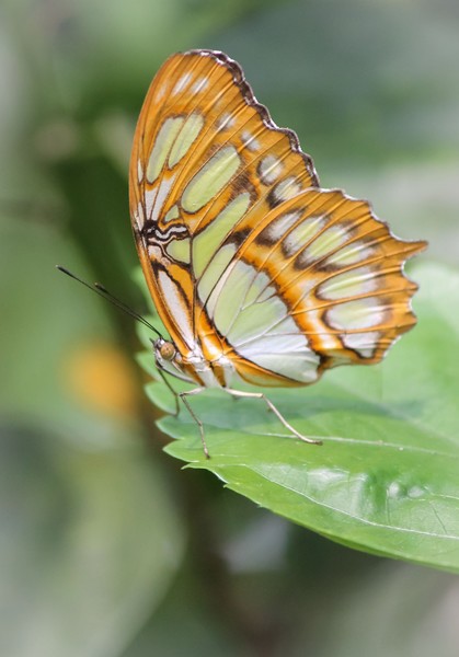 Green Malachite (Siproeta stelenes)