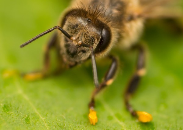 Bee