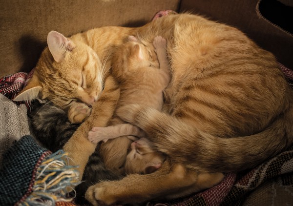 Happy Mama