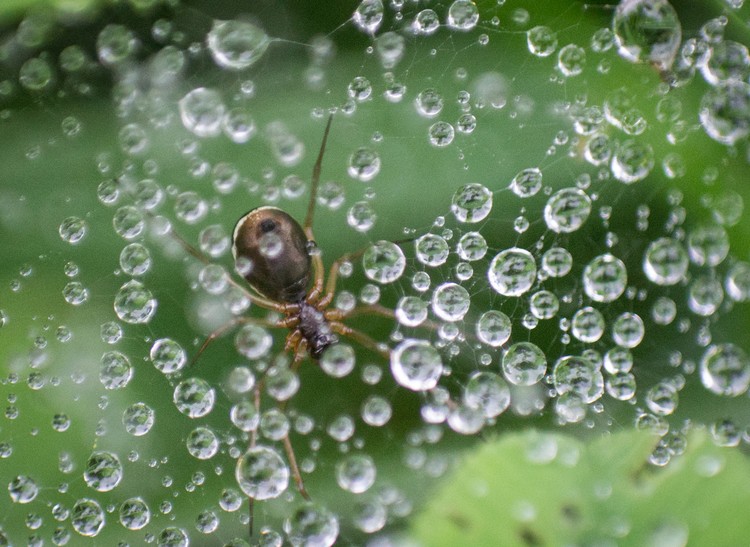 Drops