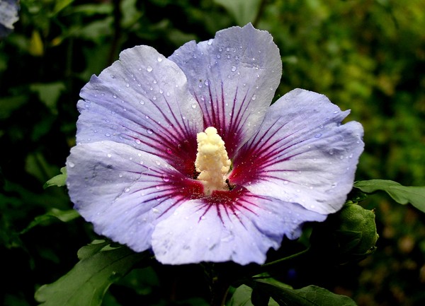 After the rain (2)
