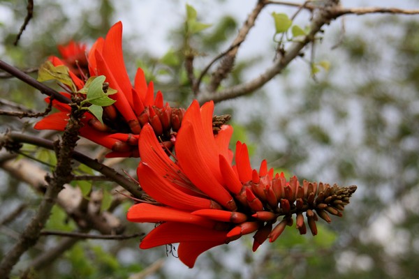 Coral Tree