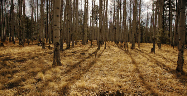 North Aspens