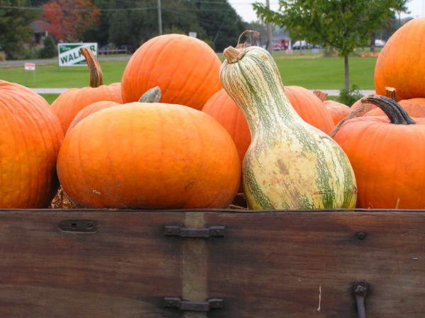 Pumpkins & Squash