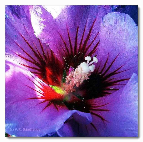 pollen revisited