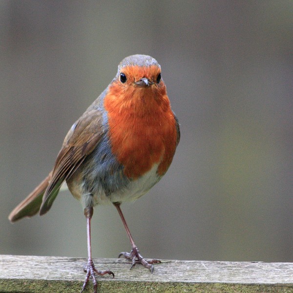 Robin