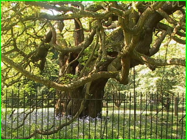 210. THE ALLERTON OAK